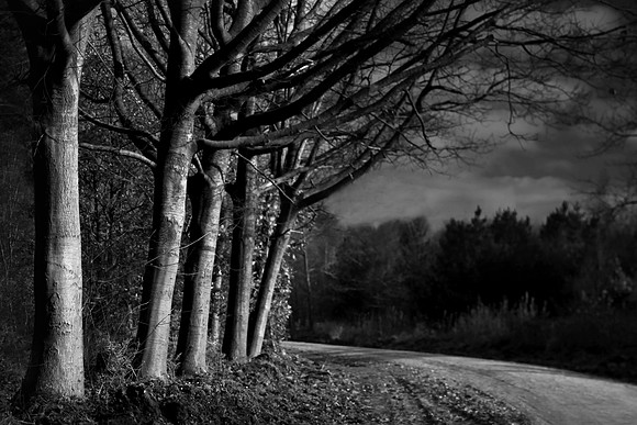 Woods 3