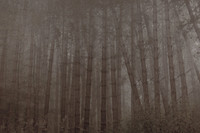 trees #12