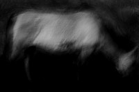 wild horses #9