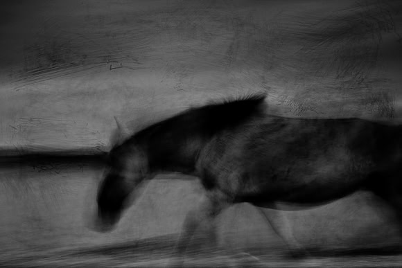 wild horses #12