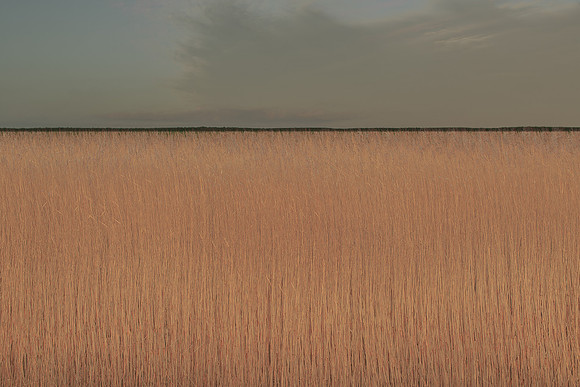 reeds 3 #259