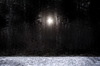 winter forest #3
