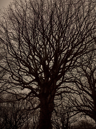 trees #21