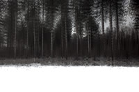 winter forest #8