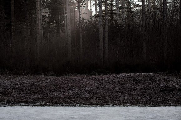 winter forest #2