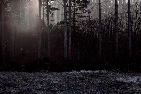 winter forest #1