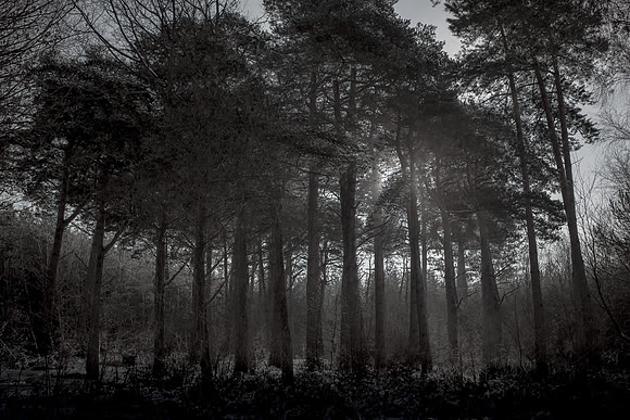 winter forest #6