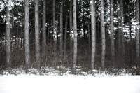 winter forest #9