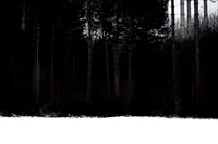 winter forest #10
