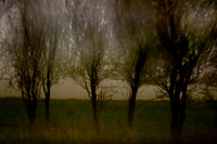 autumn #7