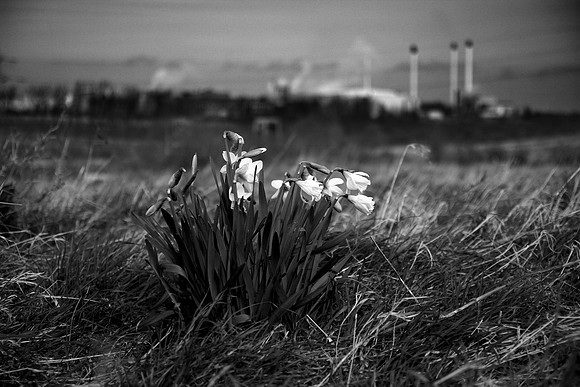 Last plant