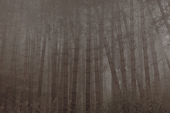 trees #12