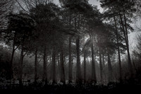 winter forest #6