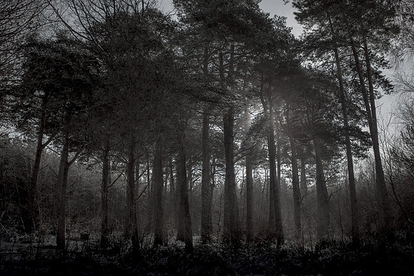 winter forest #6