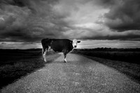 Cow 1