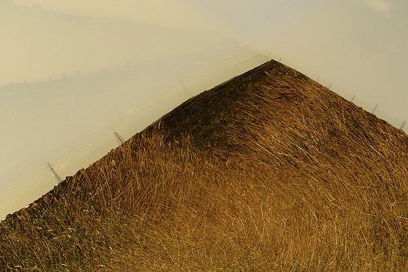 meadow #209
