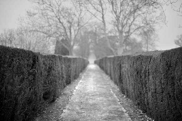 Hedge