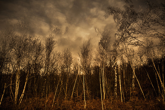 a xmas walk #2