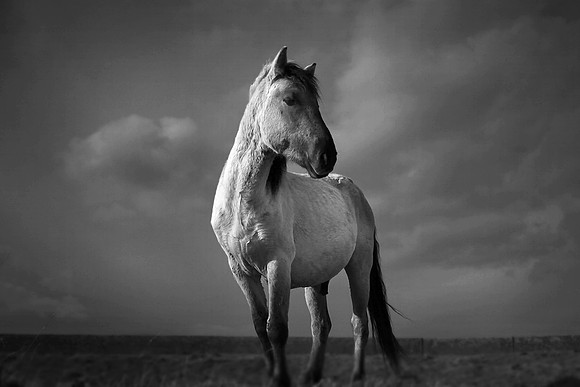 Wild horses 31