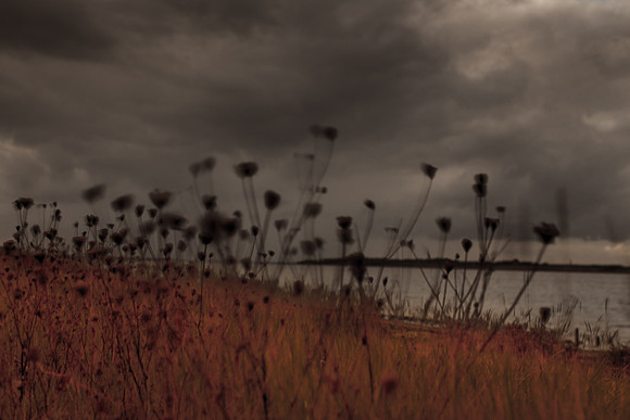 riverbank #29
