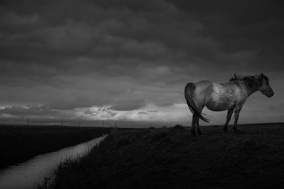 wild horses 4
