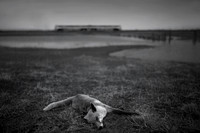 Fox and train