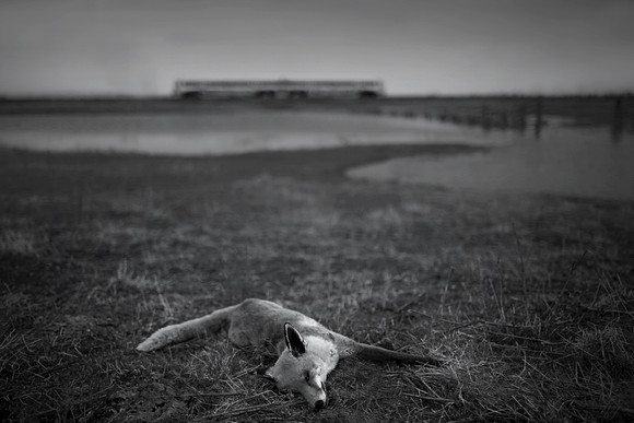 Fox and train