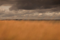riverbank #20