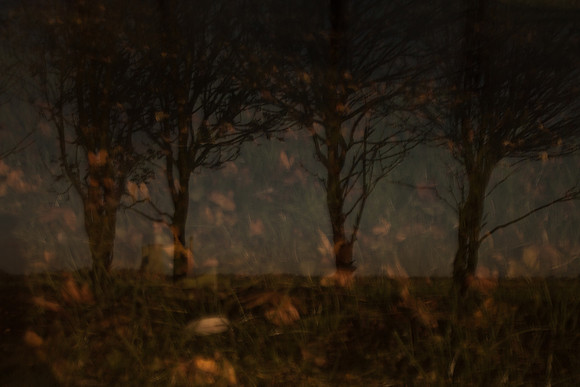 autumn #12