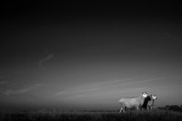 Sheep 2