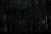 trees 28 #64