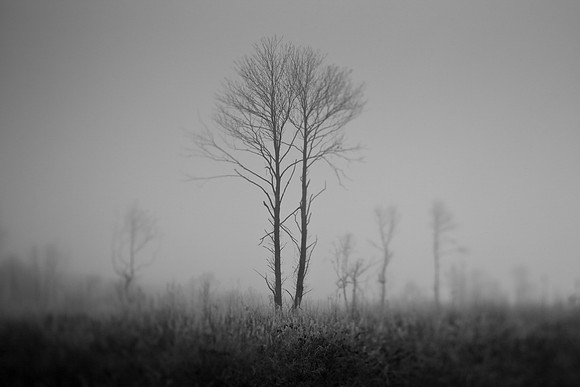 mist 1