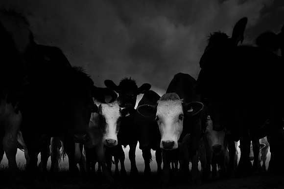 bull 7