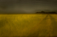 field 9