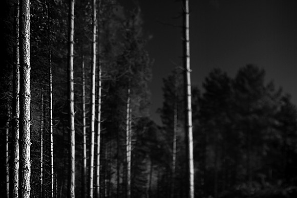 Woods 2