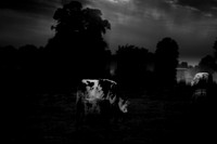 french bull 2