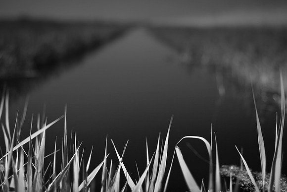 reeds