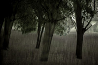 trees 29 #639