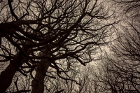 trees #22