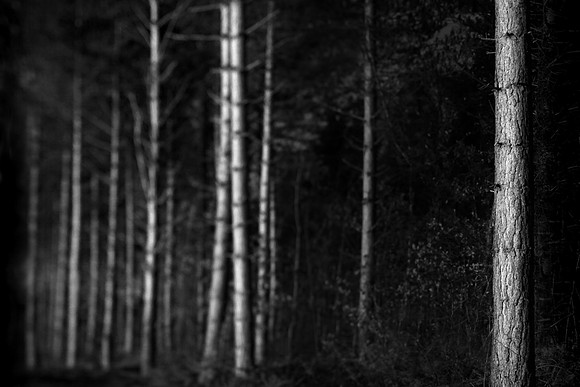 Trees 1