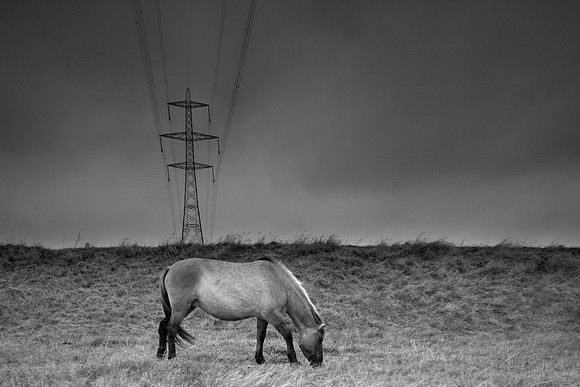 Wild horses 1