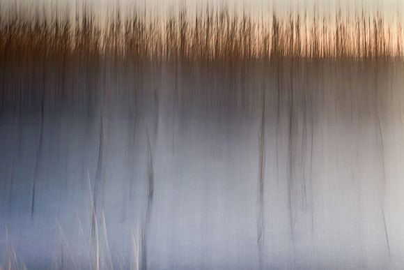 reeds 2