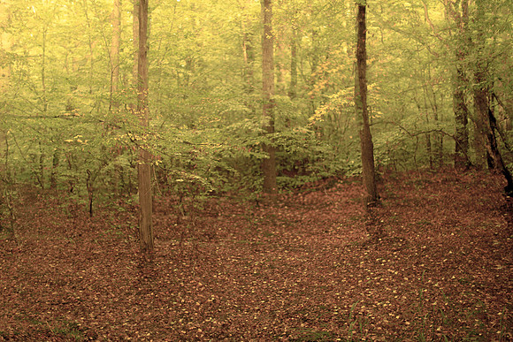 trees 16 #455