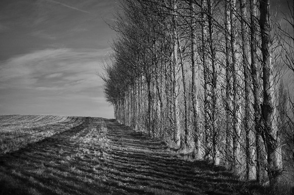 Trees 2