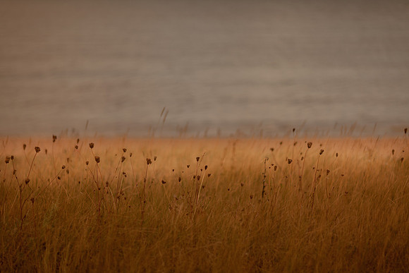 riverbank #4