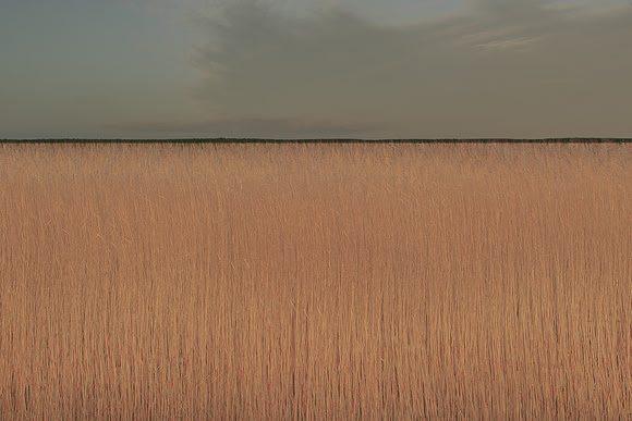 reeds 3 #259