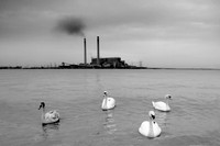 Swan 1