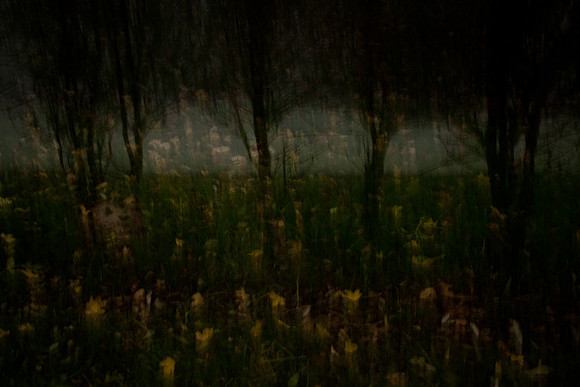 autumn #2