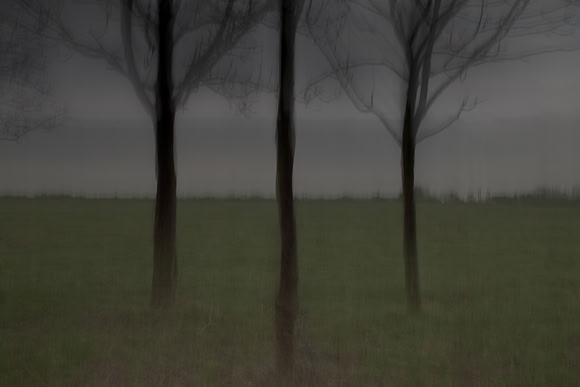 tree 3