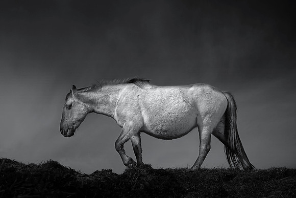 Wild horses 32